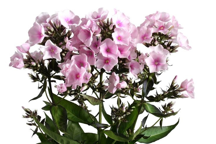 25 Phlox verschiedene Farben