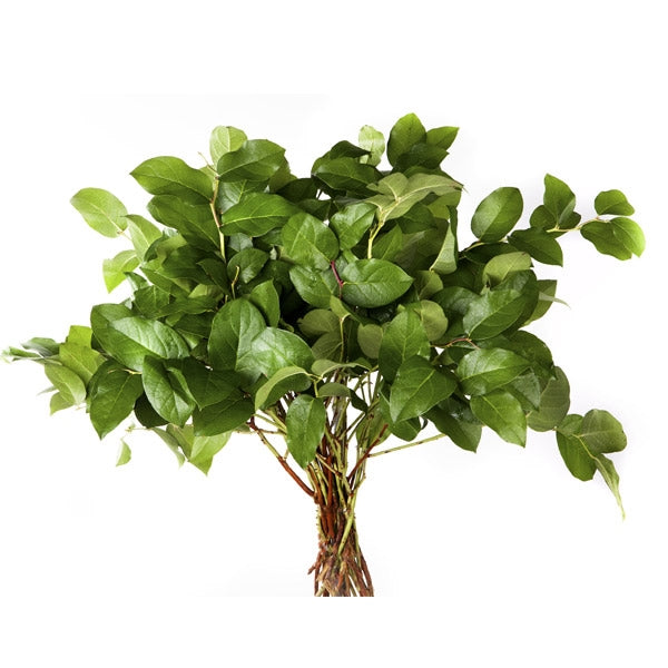 10 Salal -Tipps
