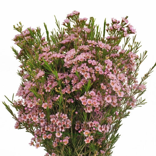 10 Wachsblume