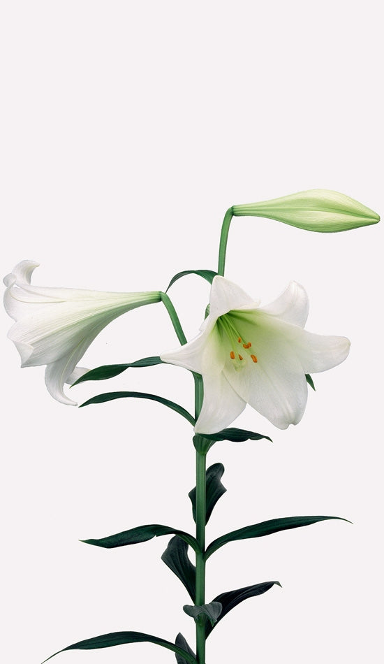10 Lelies Longiflorum wit 3 bloemen