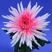 20 mono Chrysanten geverfd hart