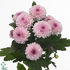 5 Chrysanten pompon