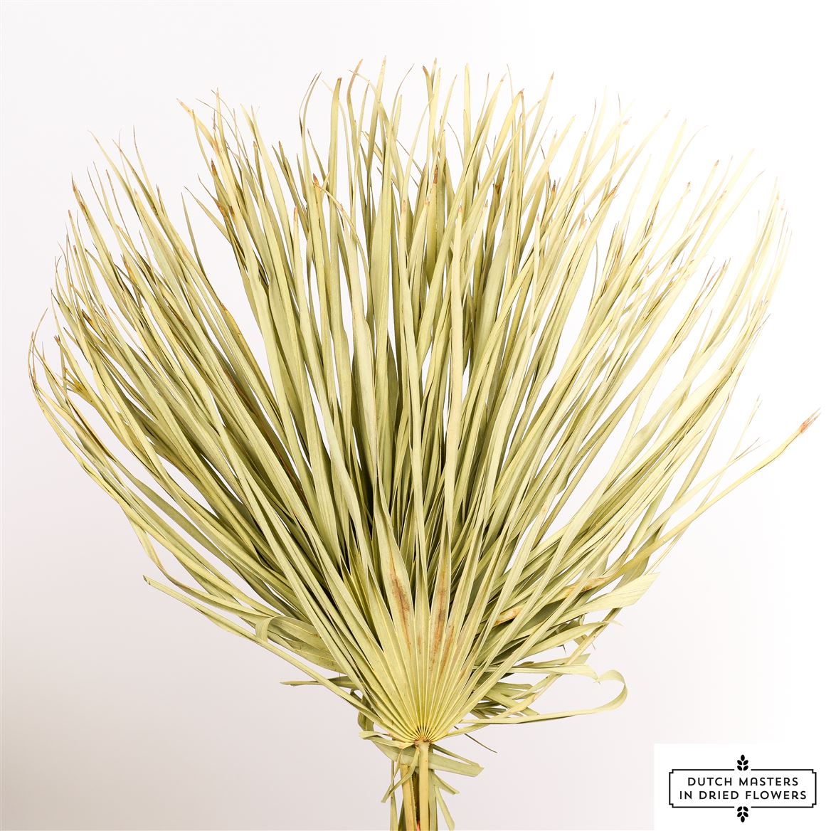 Gedroogde chamaerops bladeren – naturel