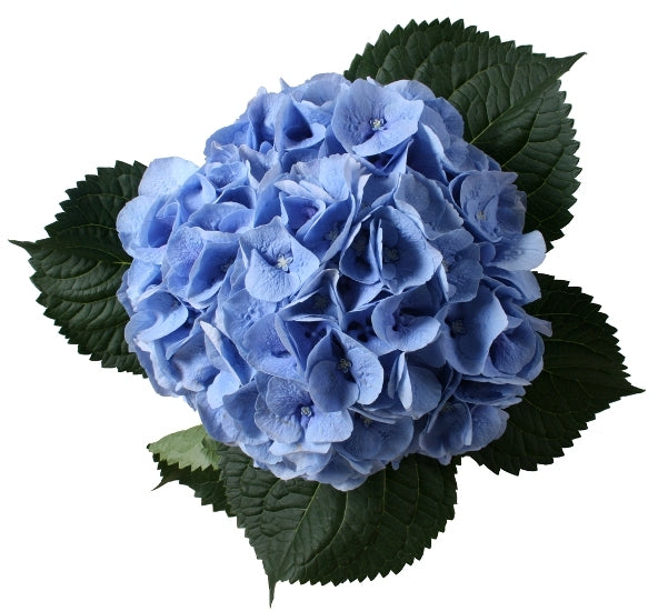 5 Hortensie (Hortensien) Blüten