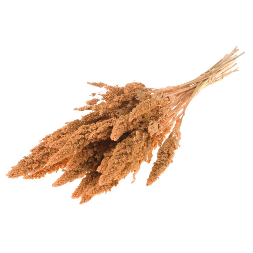 Gedroogde amaranthus – koraal roze