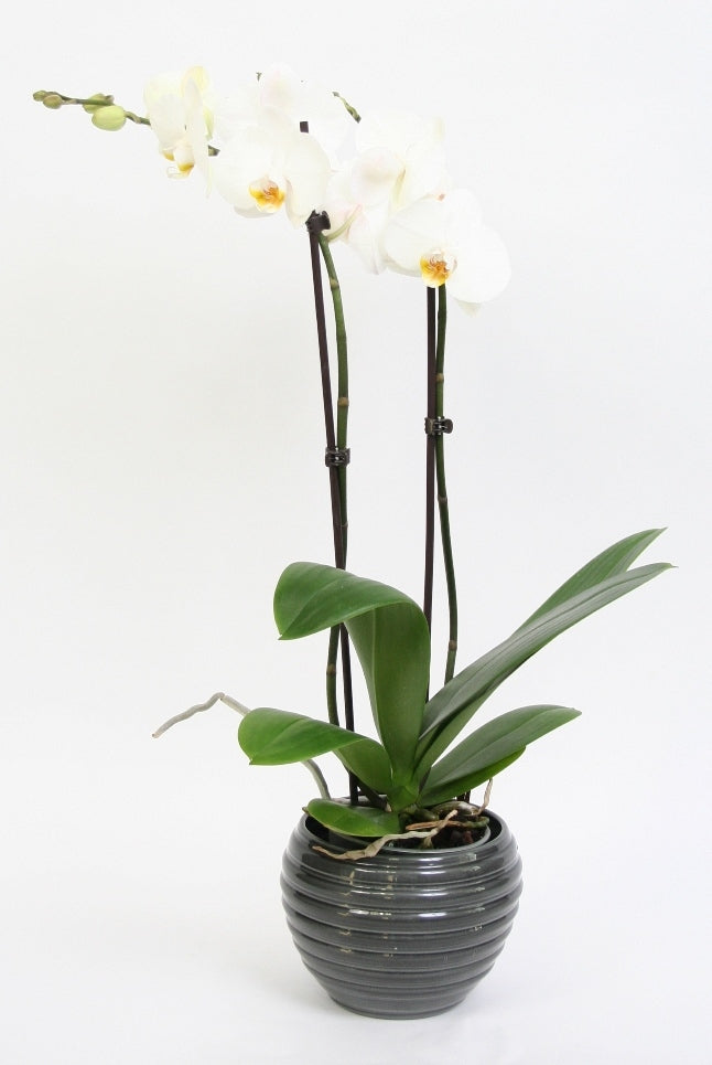 Phalaenopsis 2 branches in ceramic move dark gray