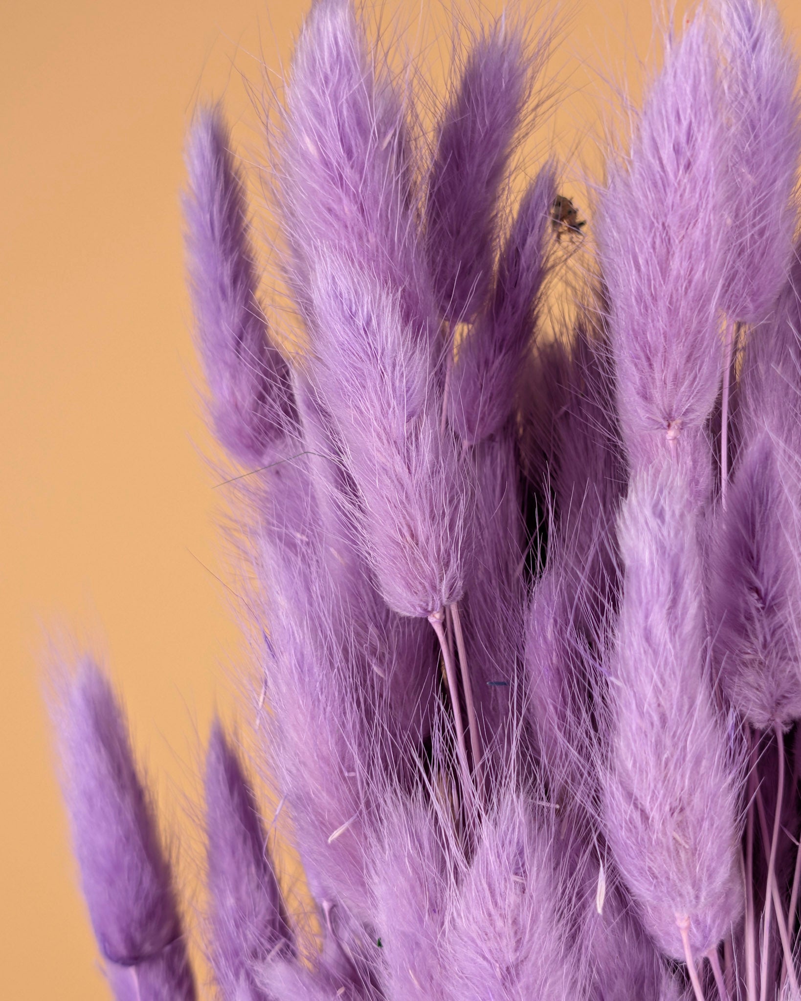Gedroogde lagurus ovatus – violet