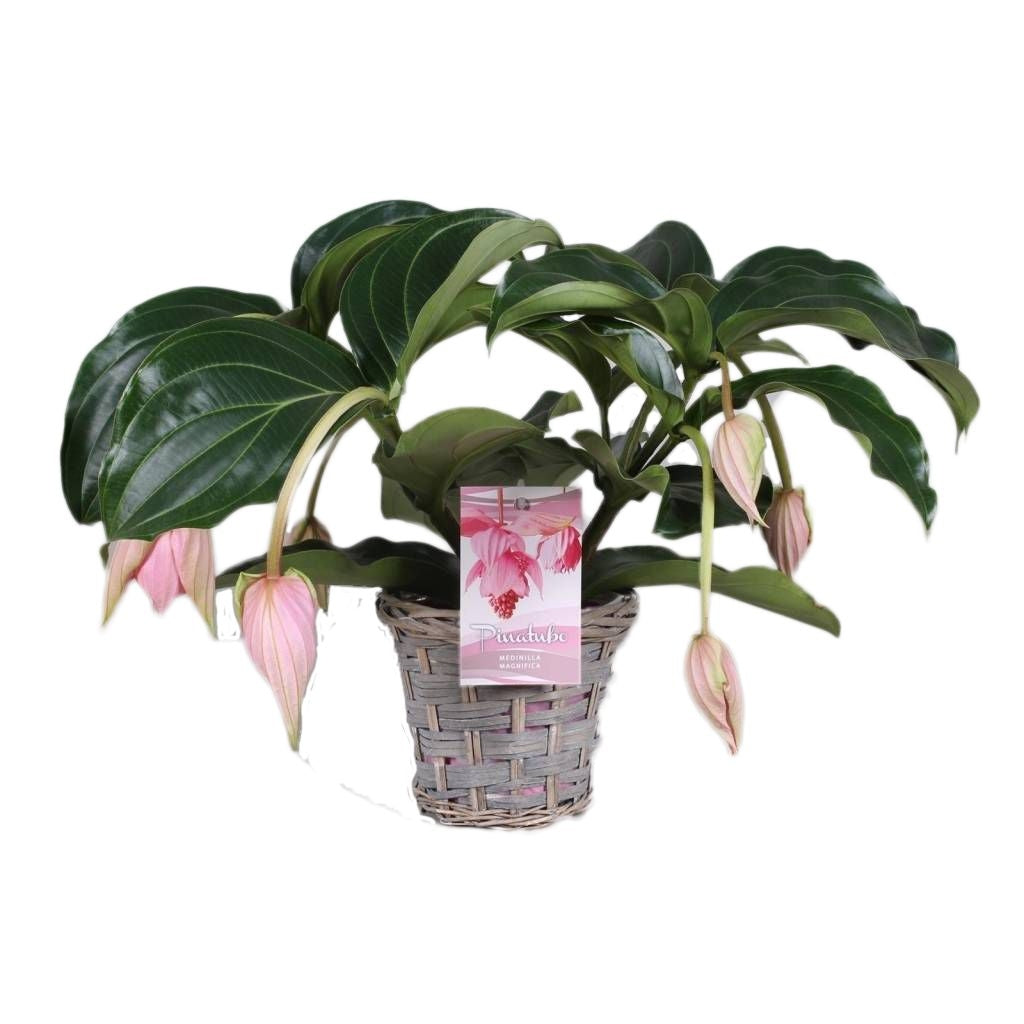 Medinilla in a wicker basket