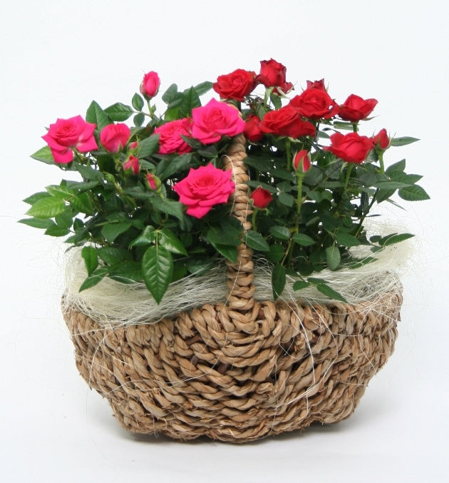 Potroos in a wicker picnic basket