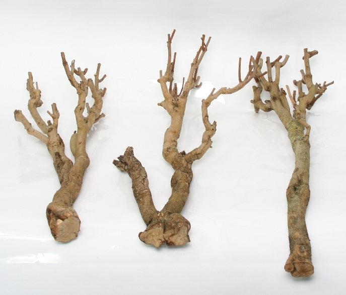 Series branch branched per branch