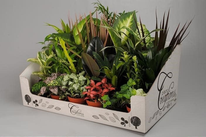 Small green plants mix in a display box