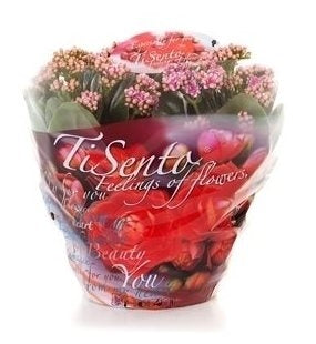 Kalanchoe dans une échelle en plastique