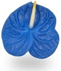 12 Anthurium blauw