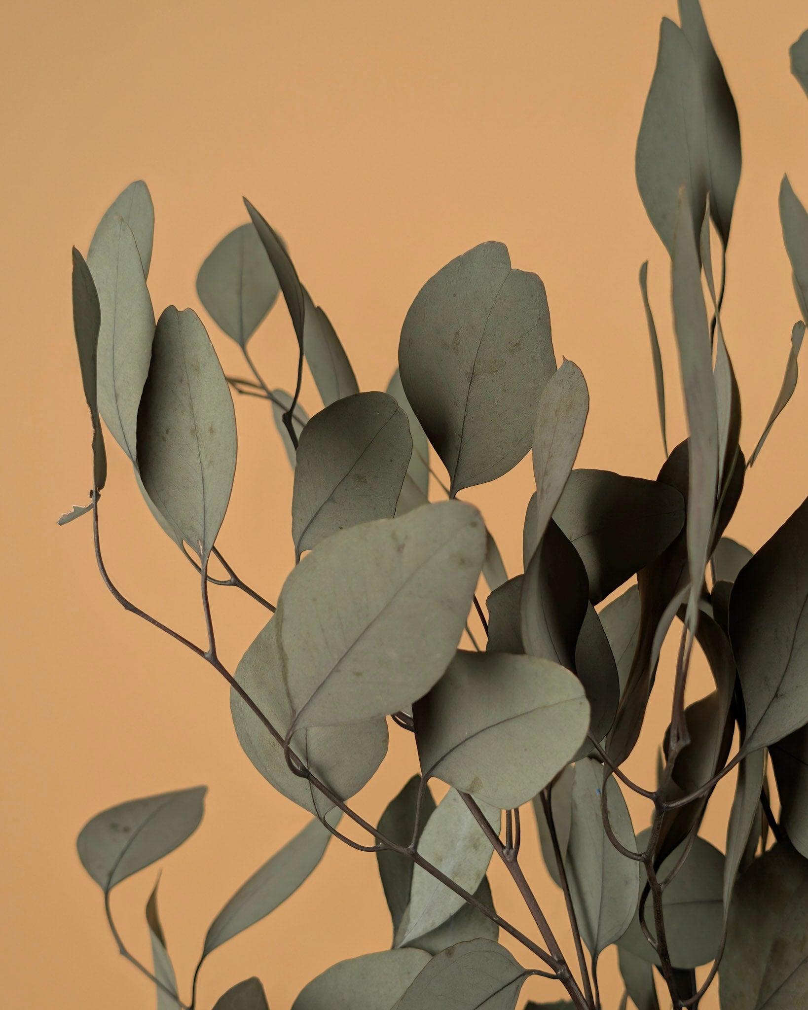 Gepreserveerde eucalyptus populus – groen