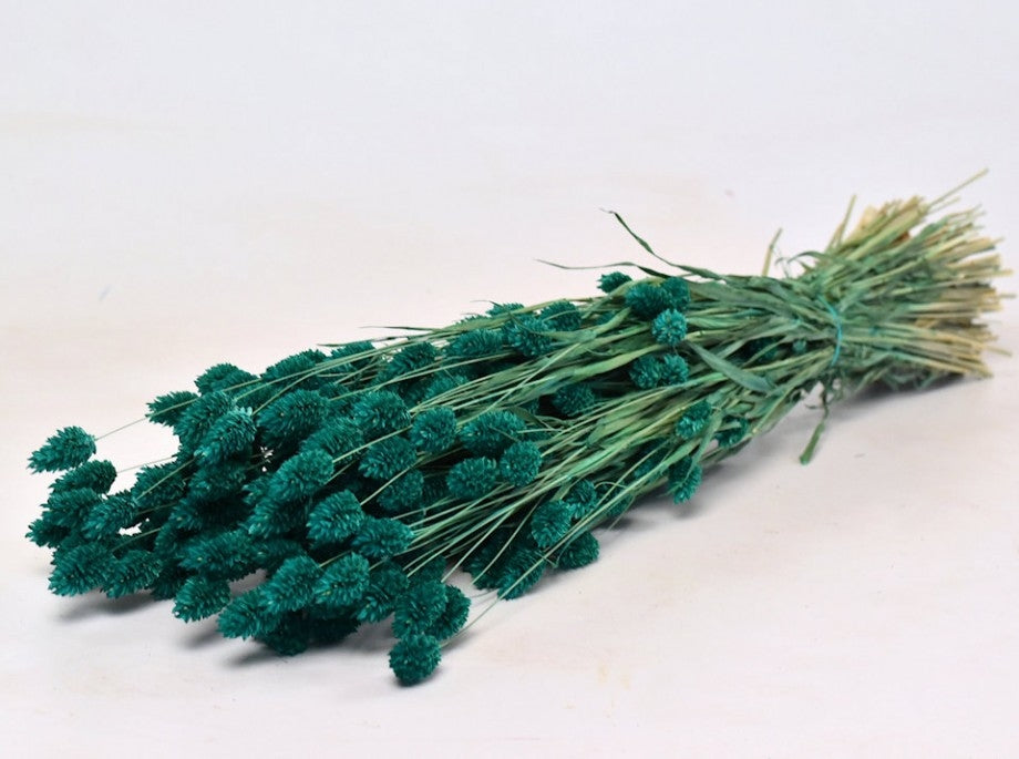 Phalararis dried colored petrol green