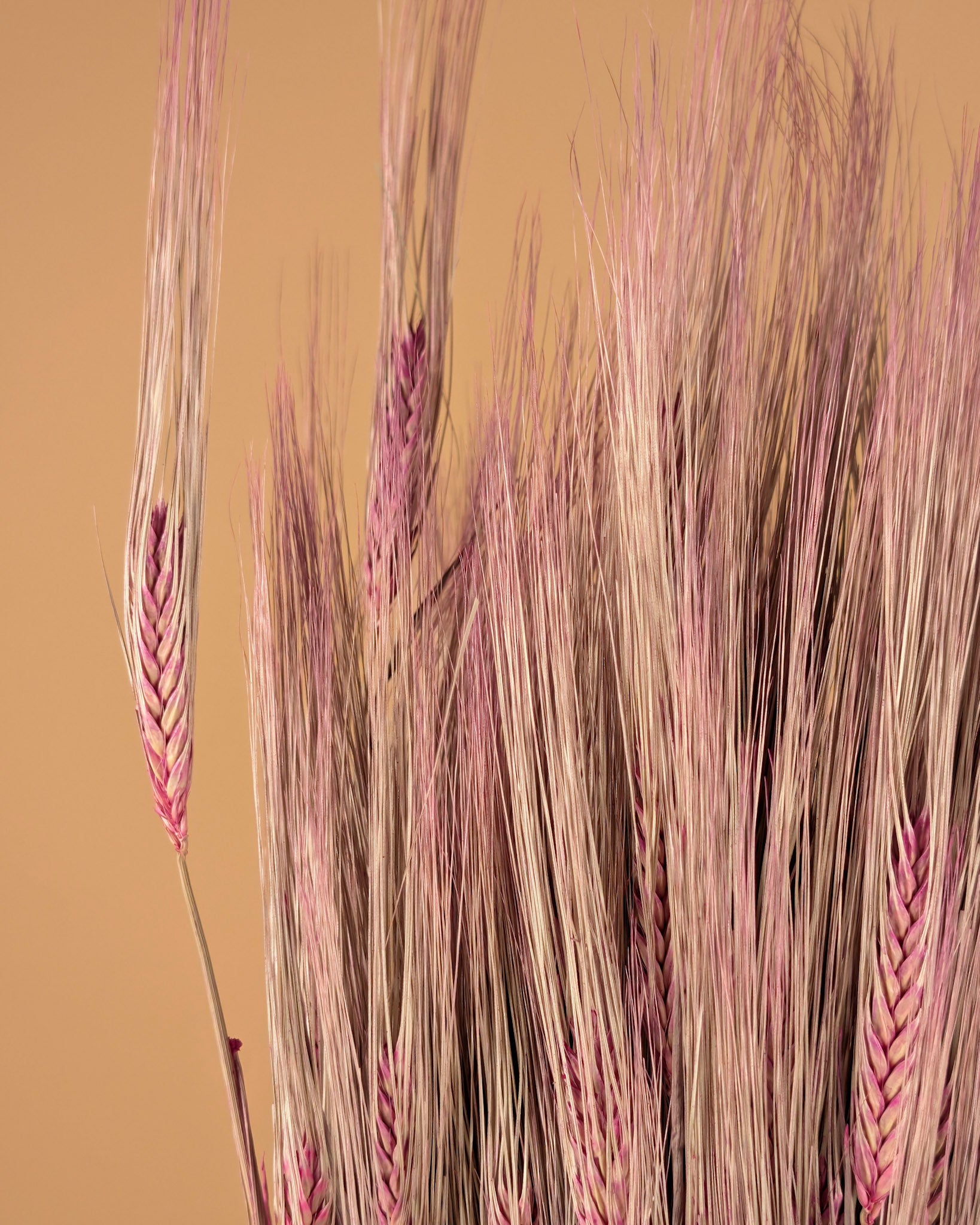 Gedroogde Gerst – roze