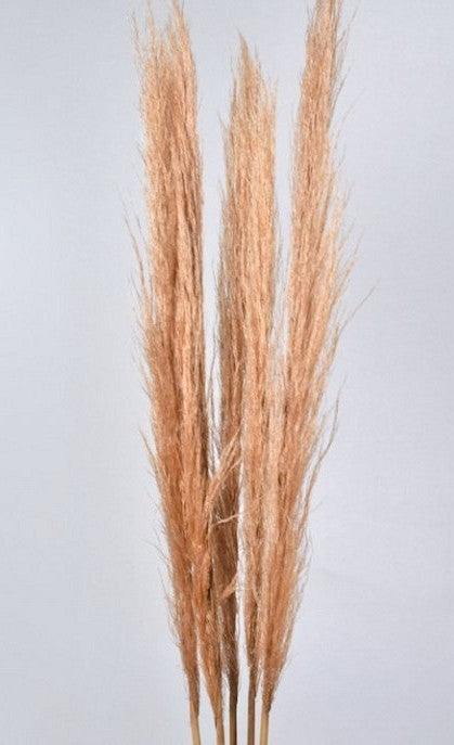 Pampasgras Pluimen Peach dried