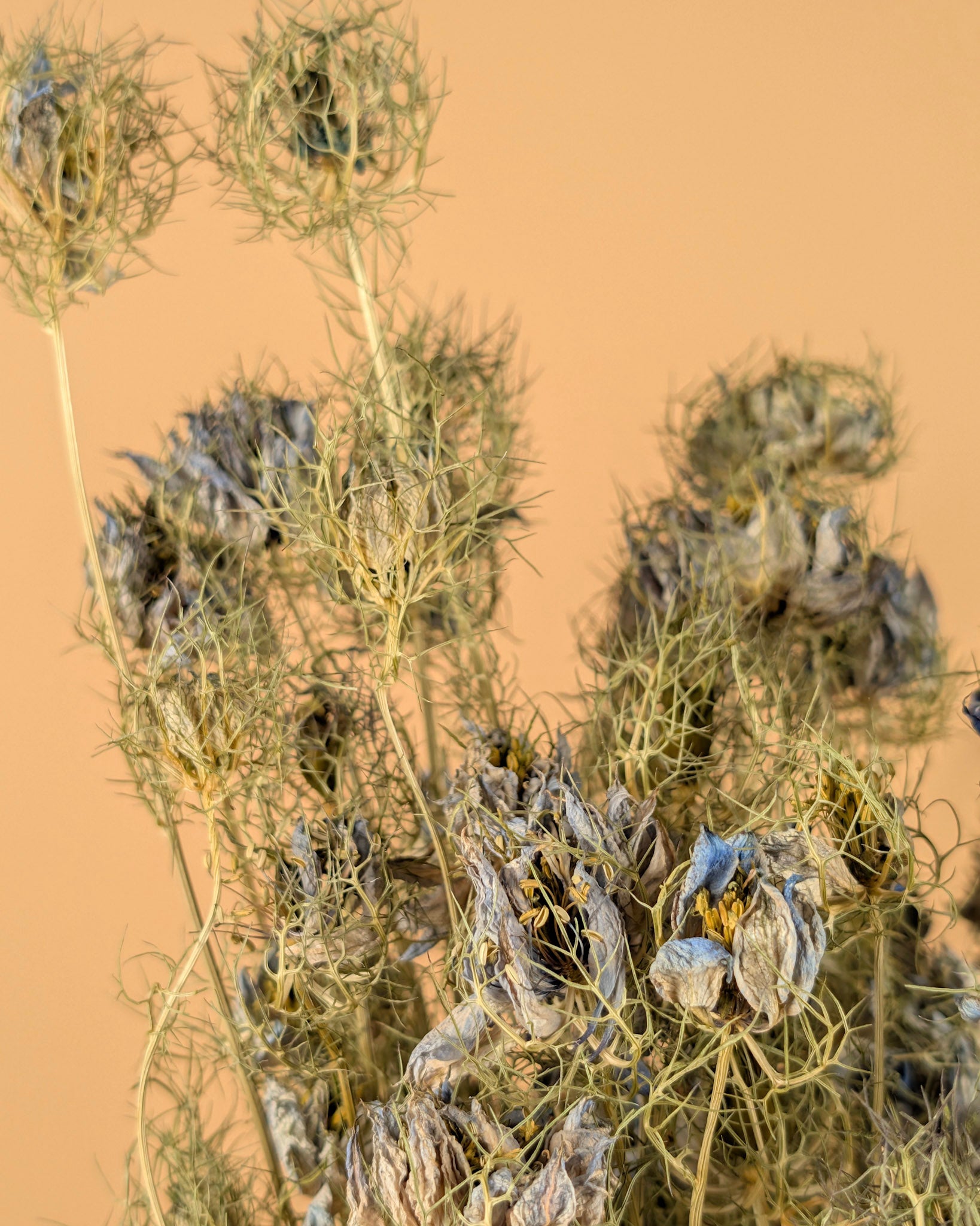Gedroogde nigella bloem – blauw