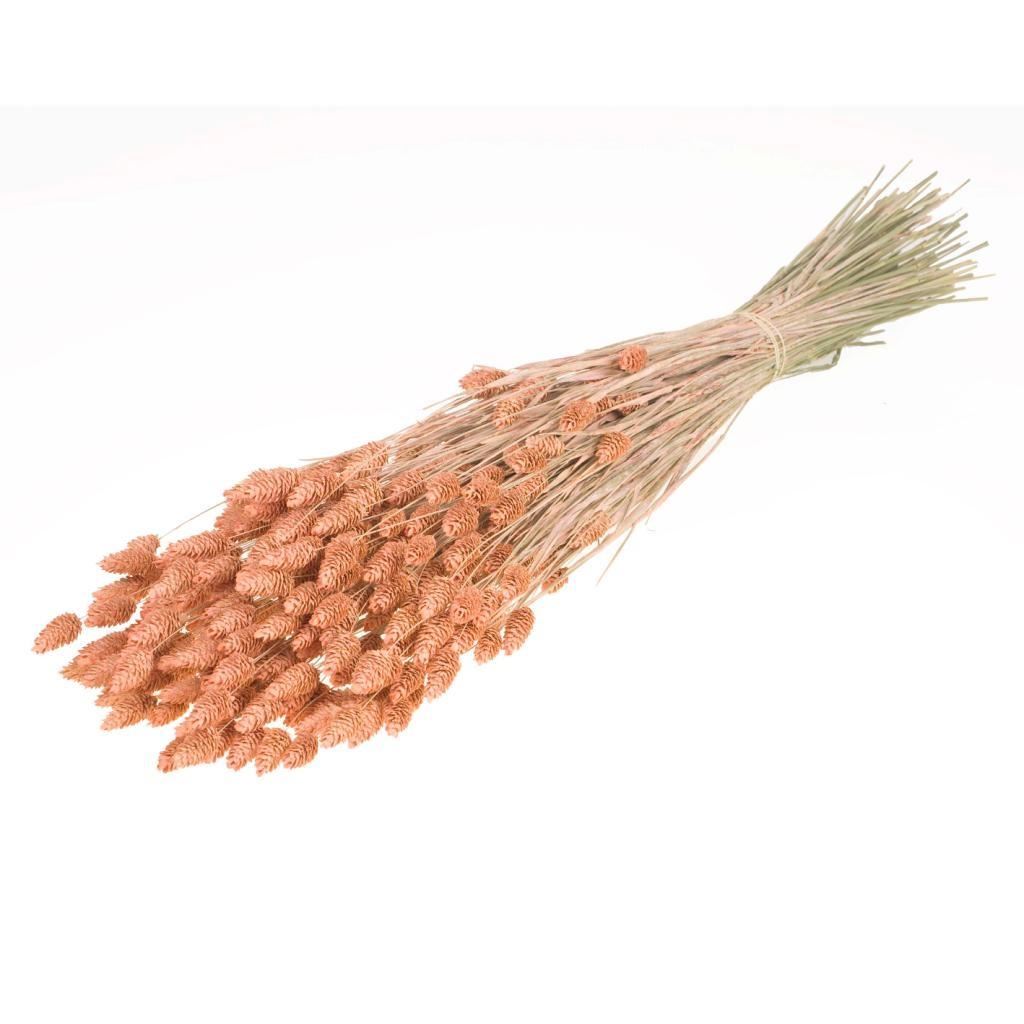 Gedroogde phalaris (kanariegras) – coral misty