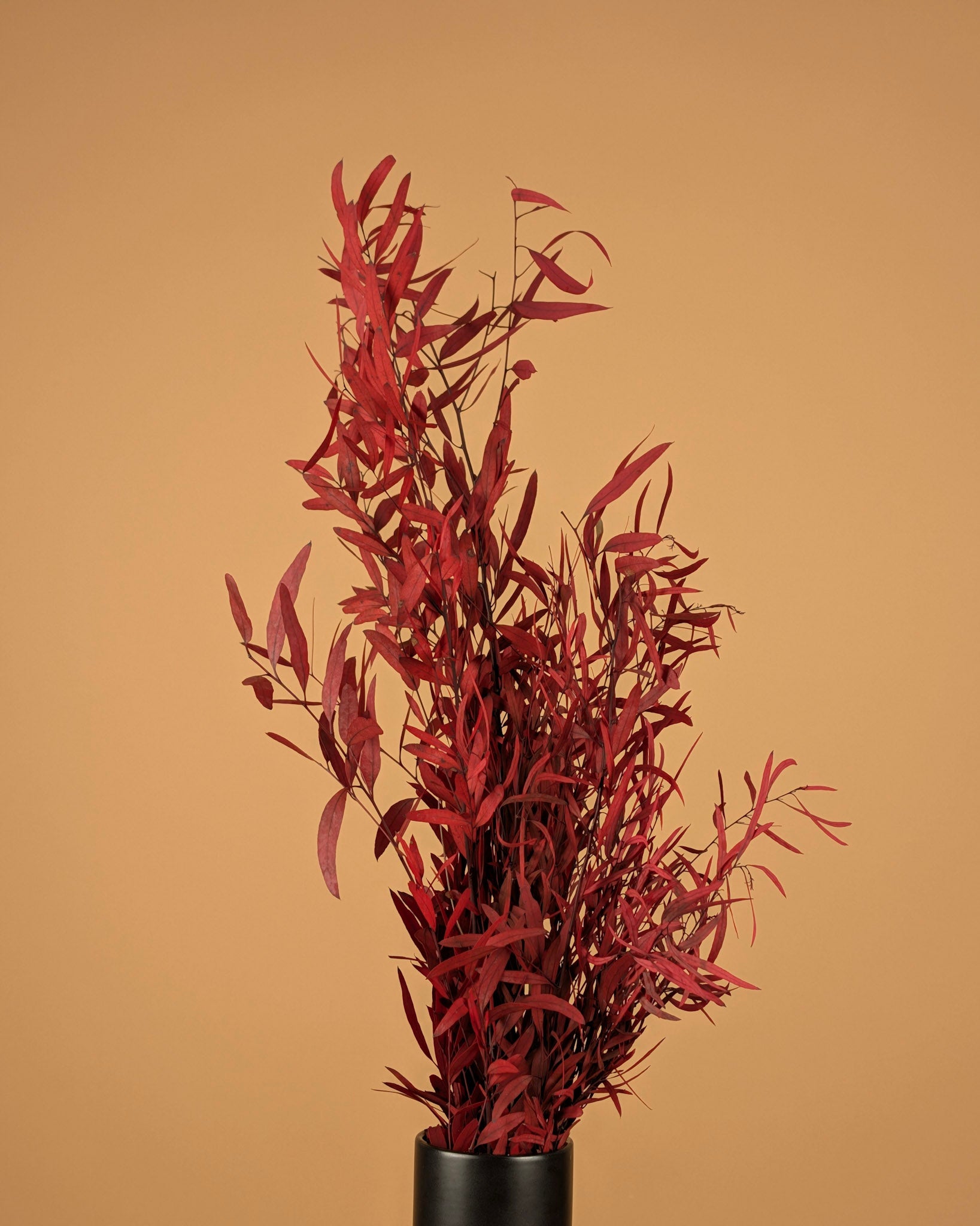 Eucalyptus nicoly rouge conservé