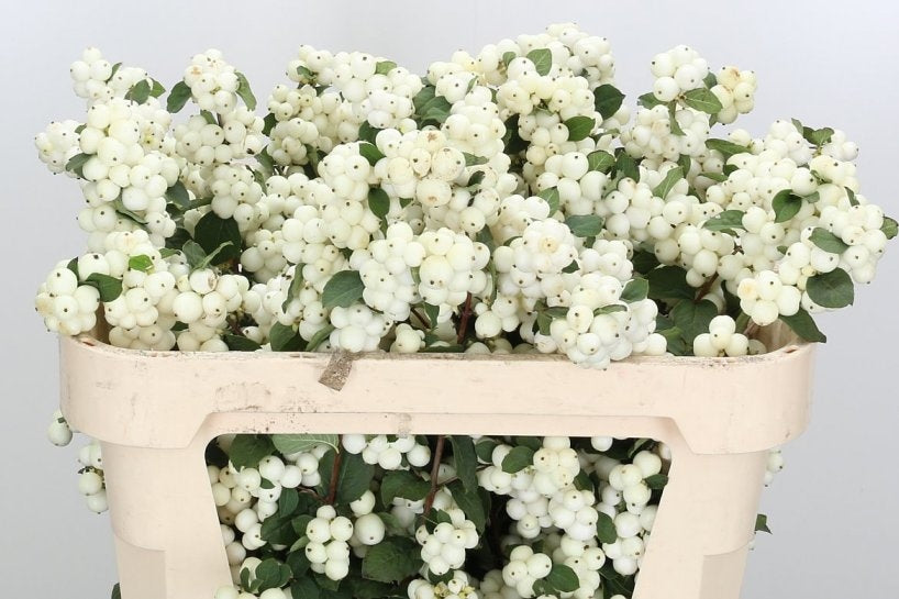 10 Snowberry (Symphoricarpos)