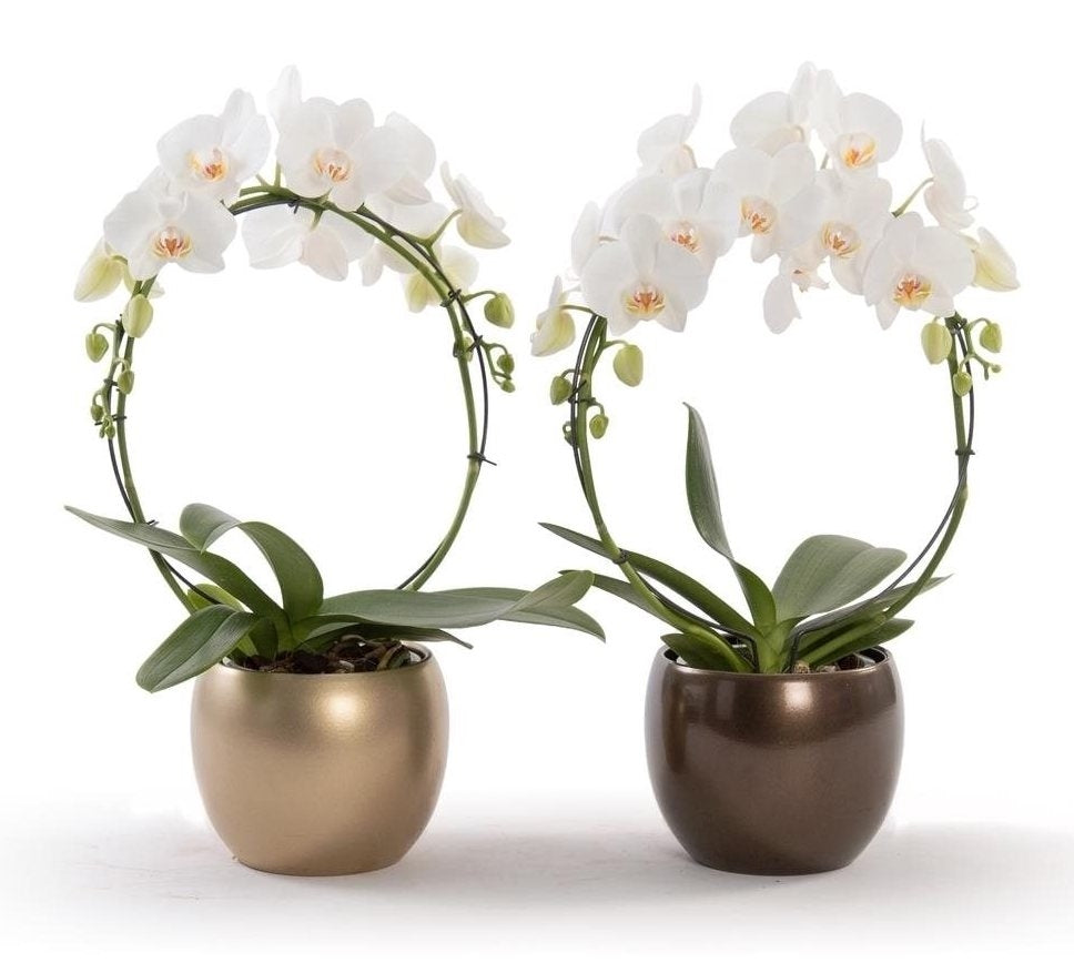 Weißer Bogen Phalaenopsis in einem Keramik -Zwiebel -Topf