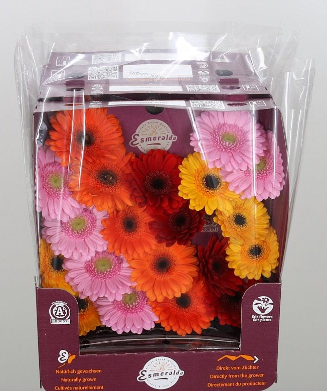 20 Germinis mischen verschiedene Farben