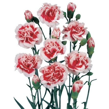 10 Trosanjers Bicolor verschiedene Farben.