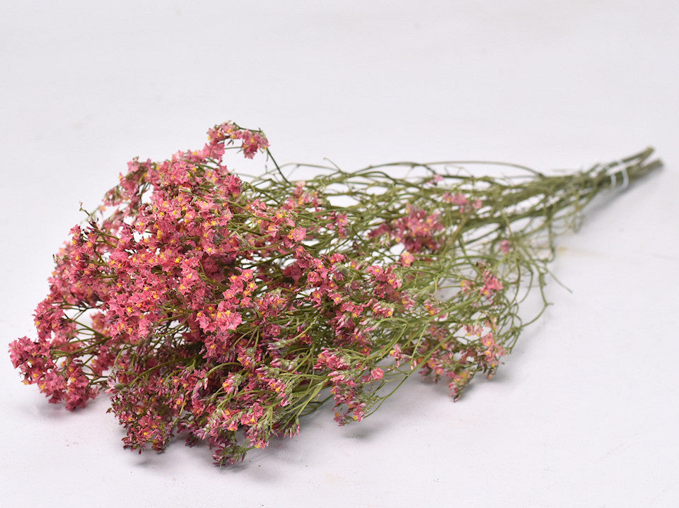 Limonium coral pink 70 cm
