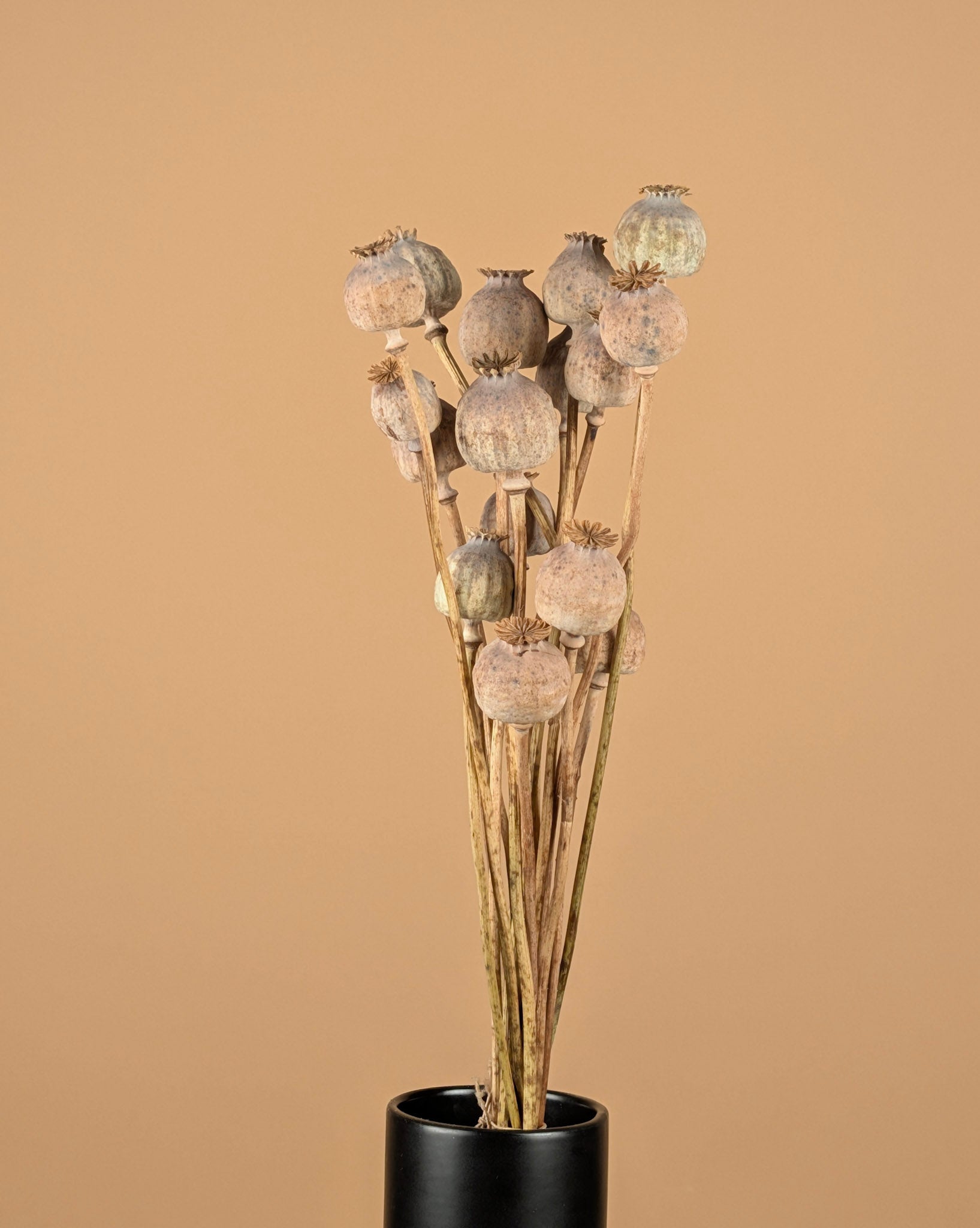 Gedroogde papaver naturel groen/grijs