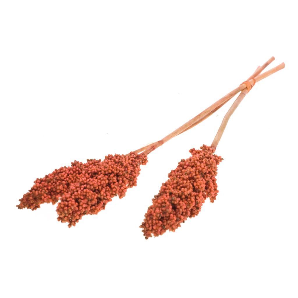 Indian Corn brûlé Oranje séché