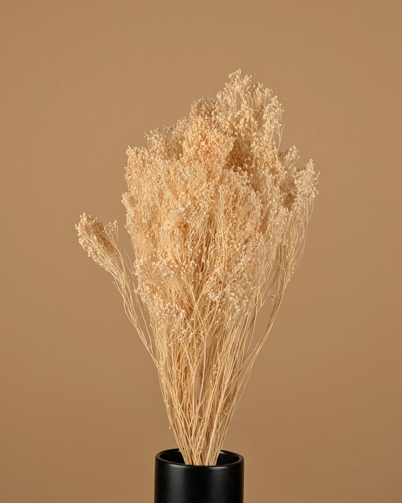 Dried broom bloom white bleached