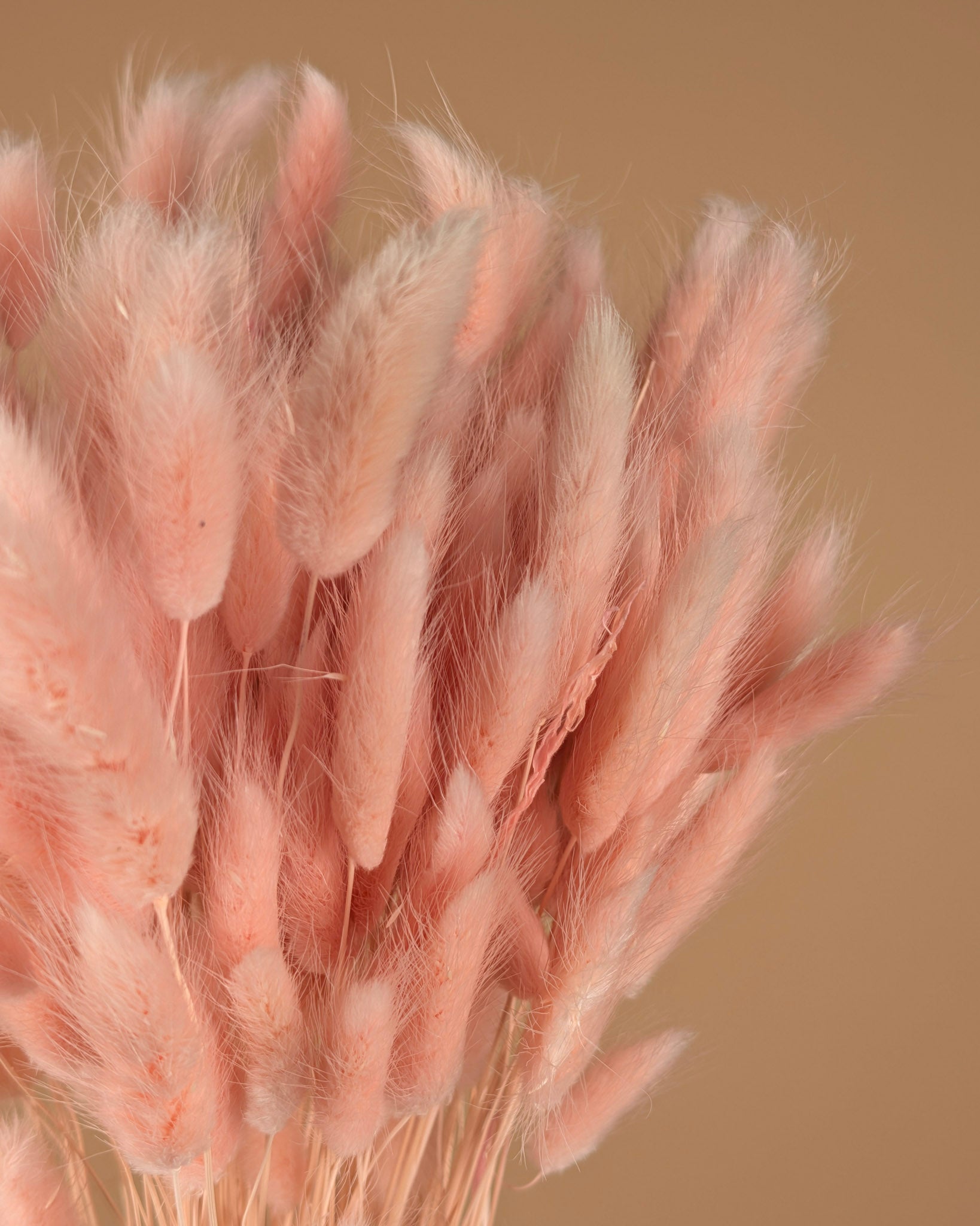 Gedroogde lagurus ovatus – licht roze