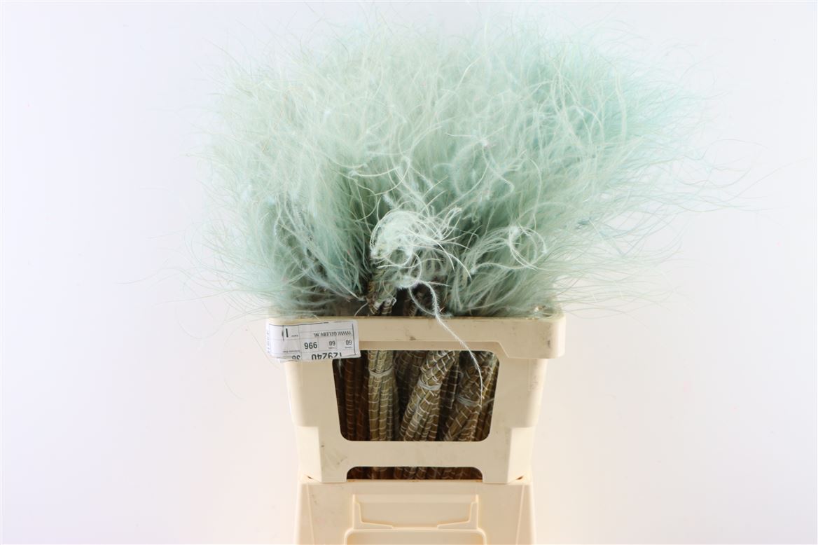 Getrocknete stypa penata hellblau