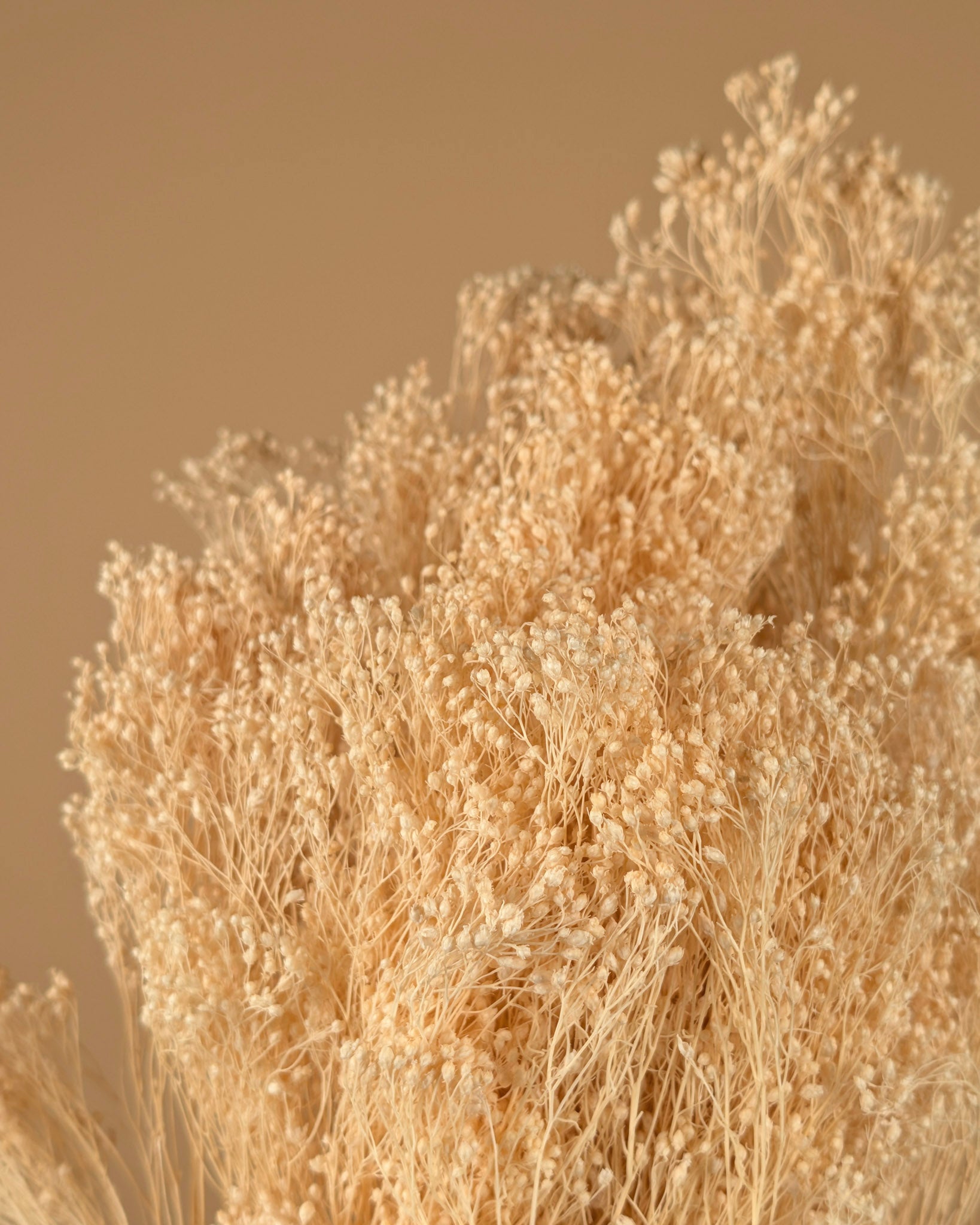 Gedroogde broom bloom – gebleekt wit