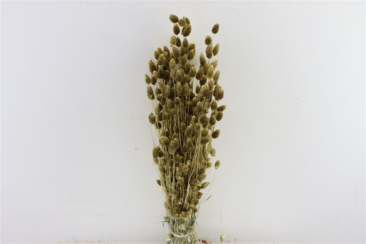Gedroogde phalaris – goud