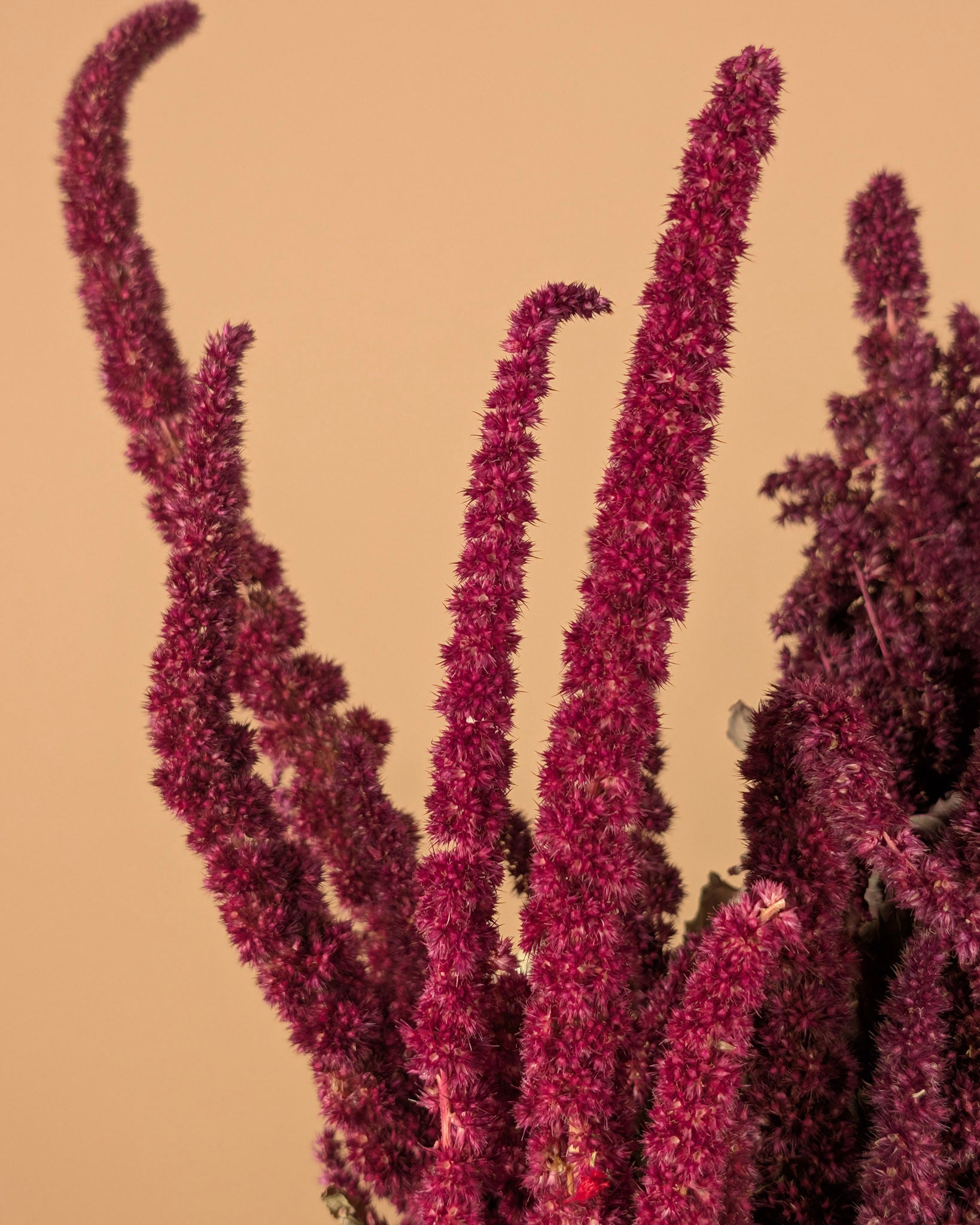 Gedroogde amaranthus – rood