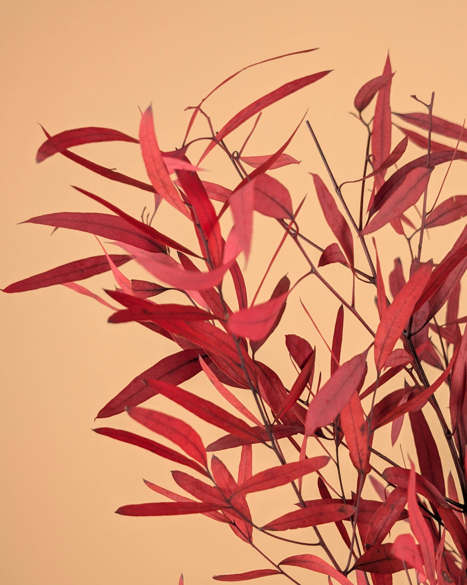 Eucalyptus nicoly rouge conservé