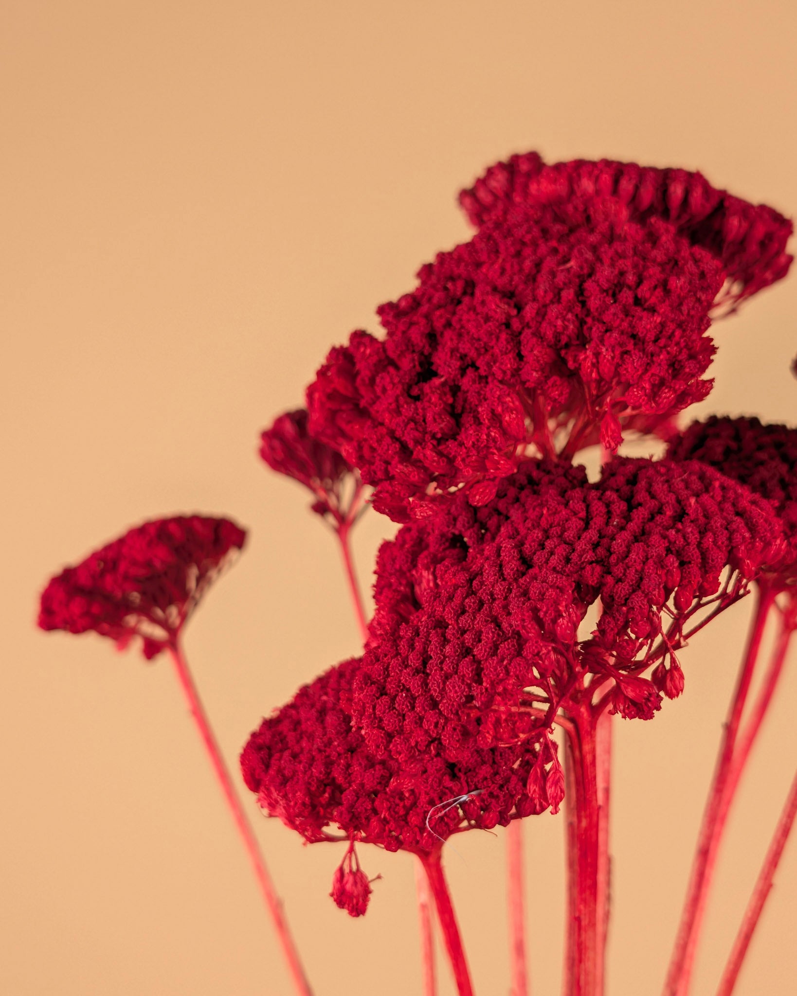 Gedroogde achillea parker – rood