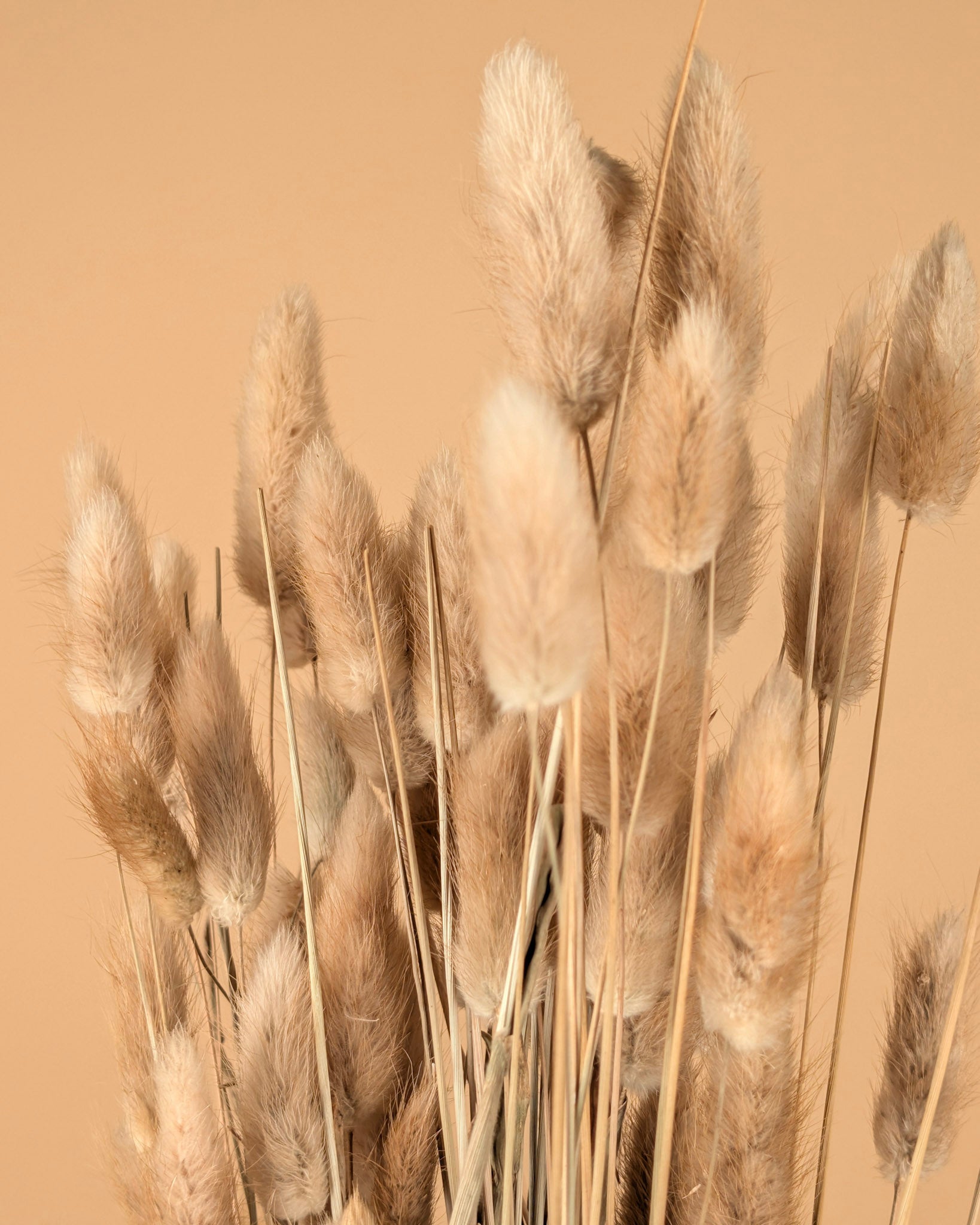 Lagurus Ovatus Naturel Tuftje