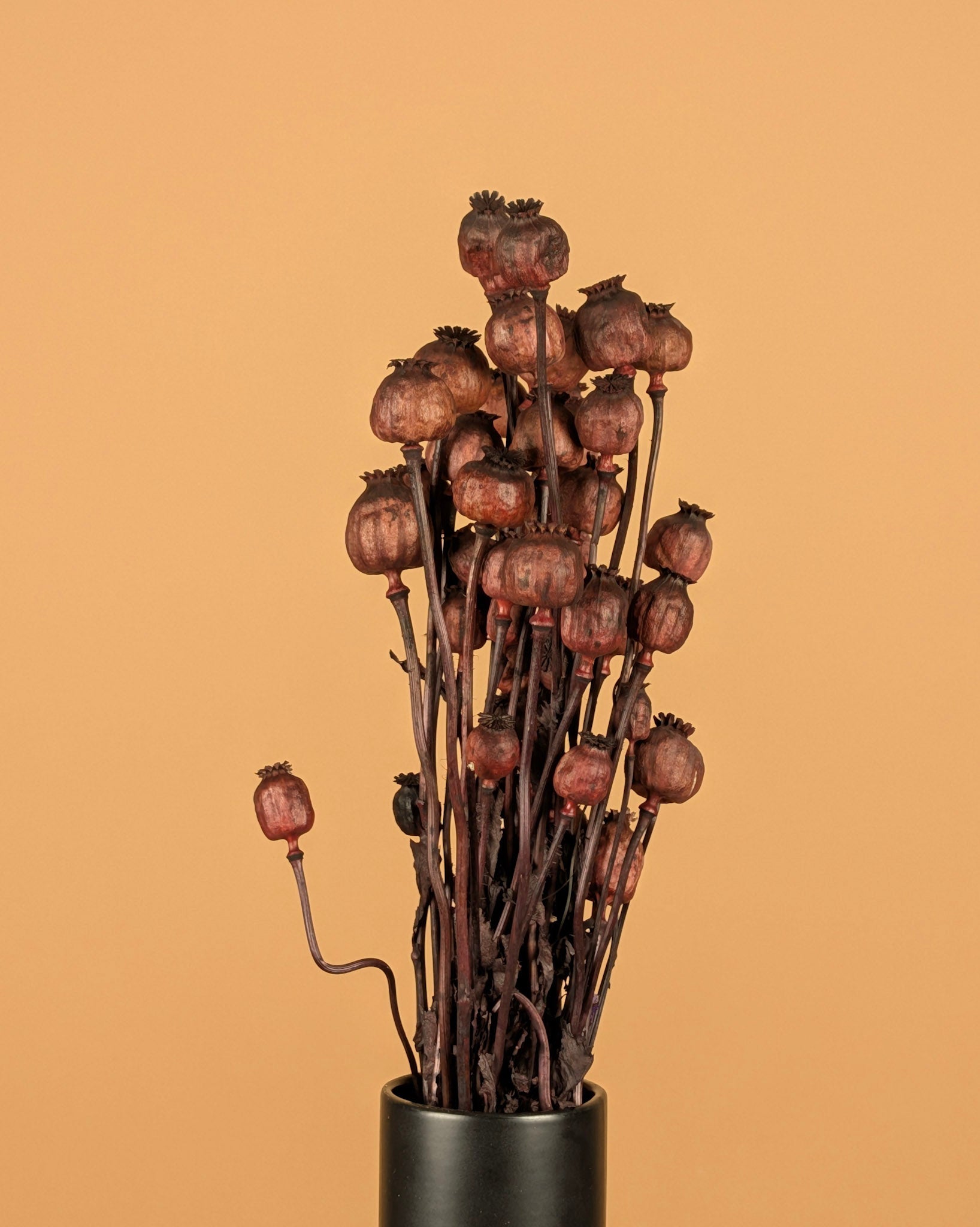 Poppy séché marron foncé