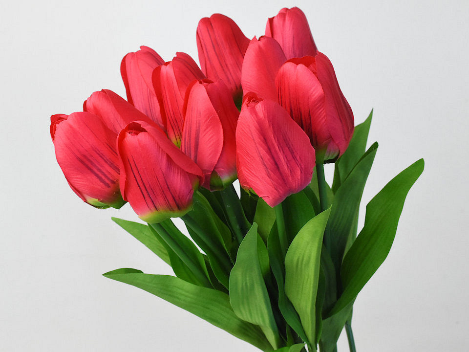 Tulpe Red 60 cm