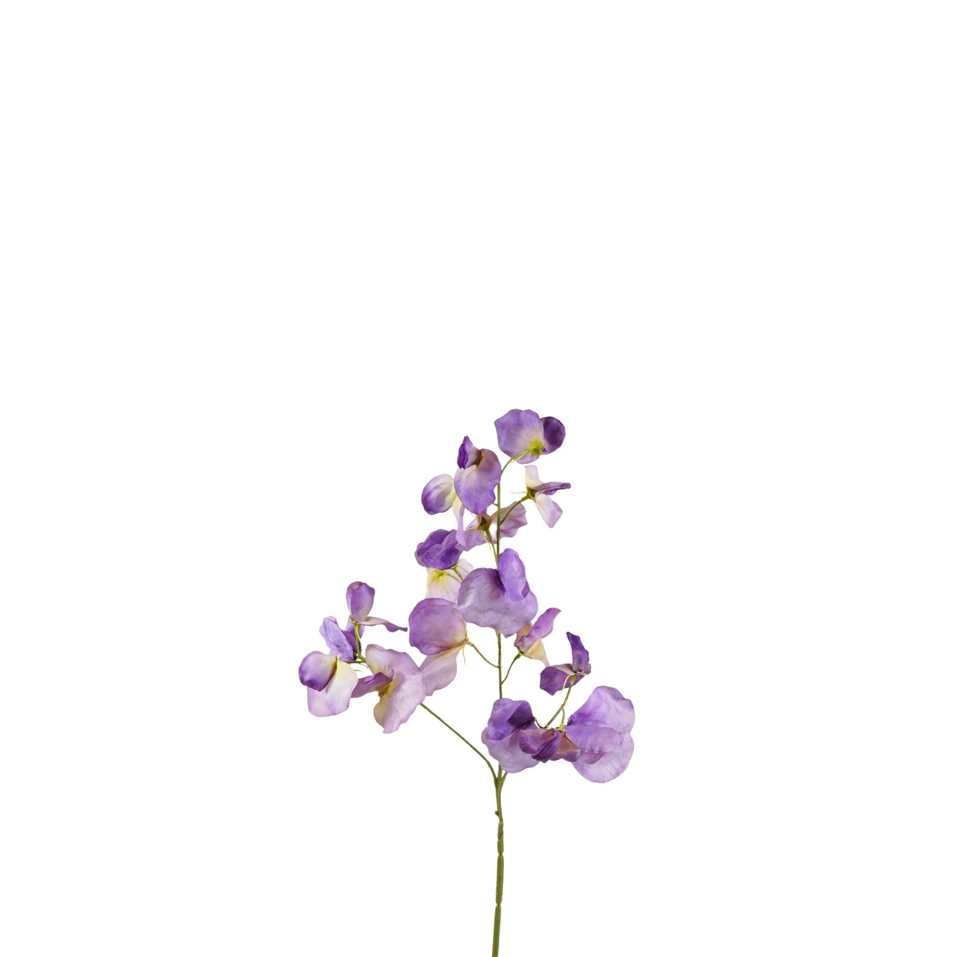 Zijde lathyrus paars