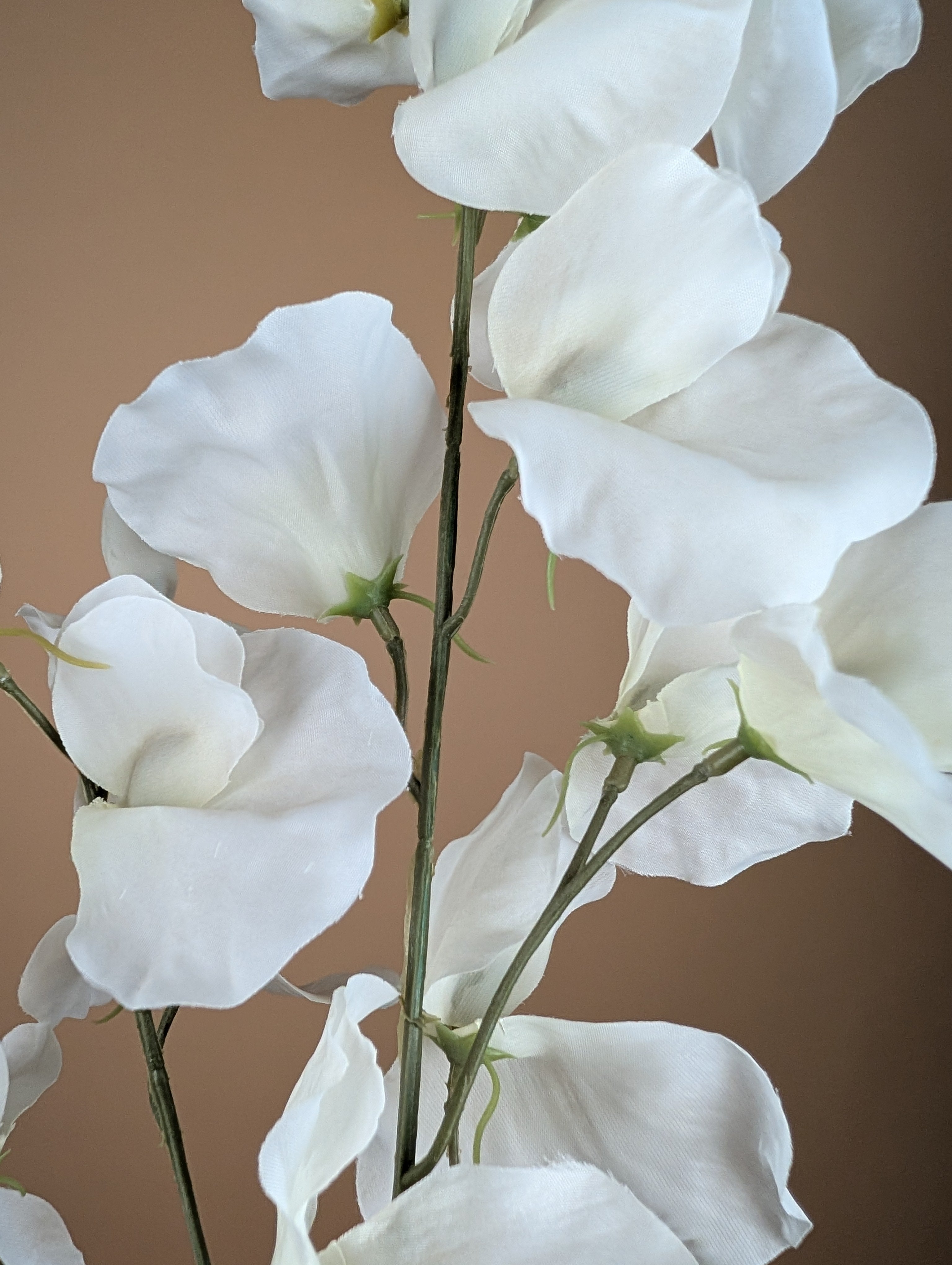 Zijde Lathyrus – Ivoor (75 cm)