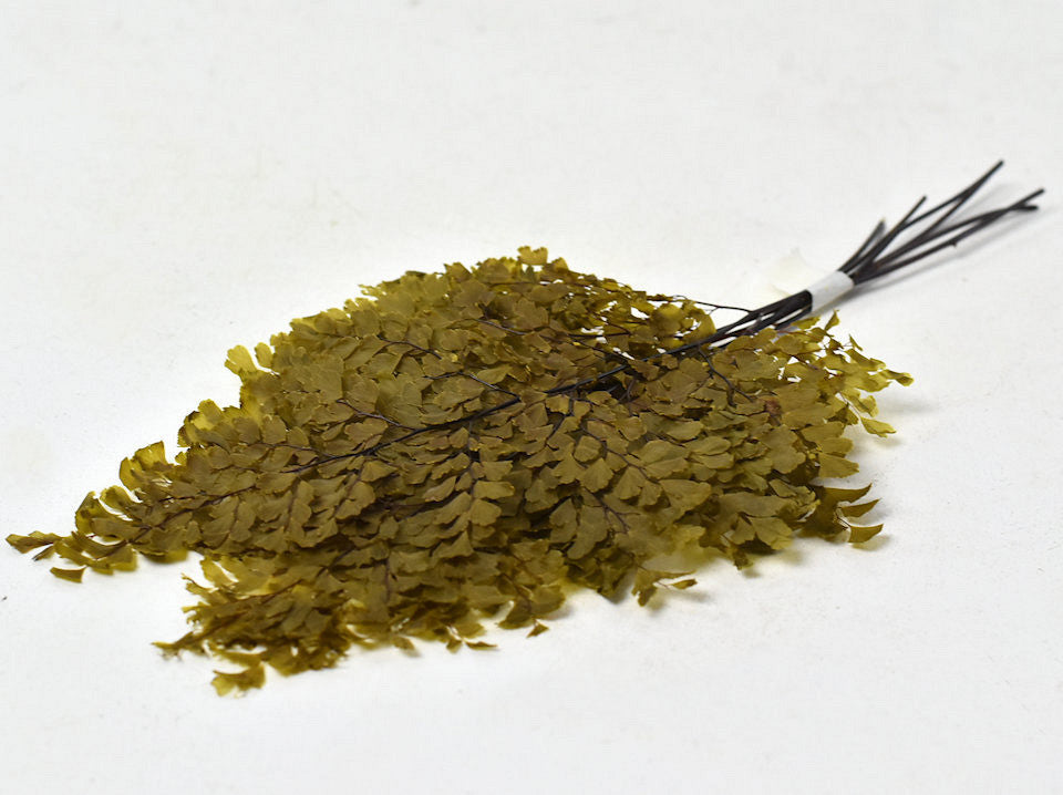 Adianthum Varen H25cm 6st Olivengrün