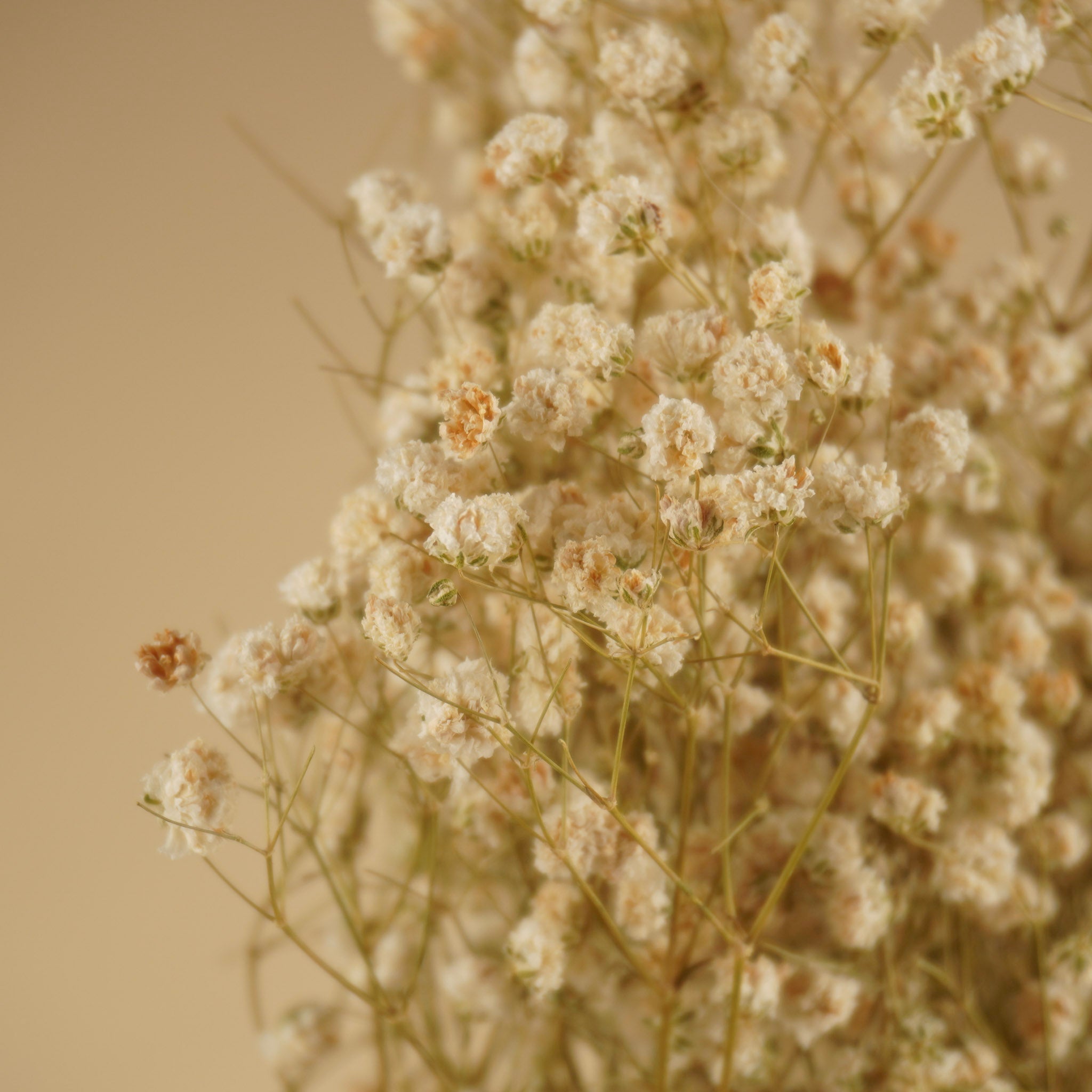 Gedroogd gipskruid (gypsophila) – wit naturel