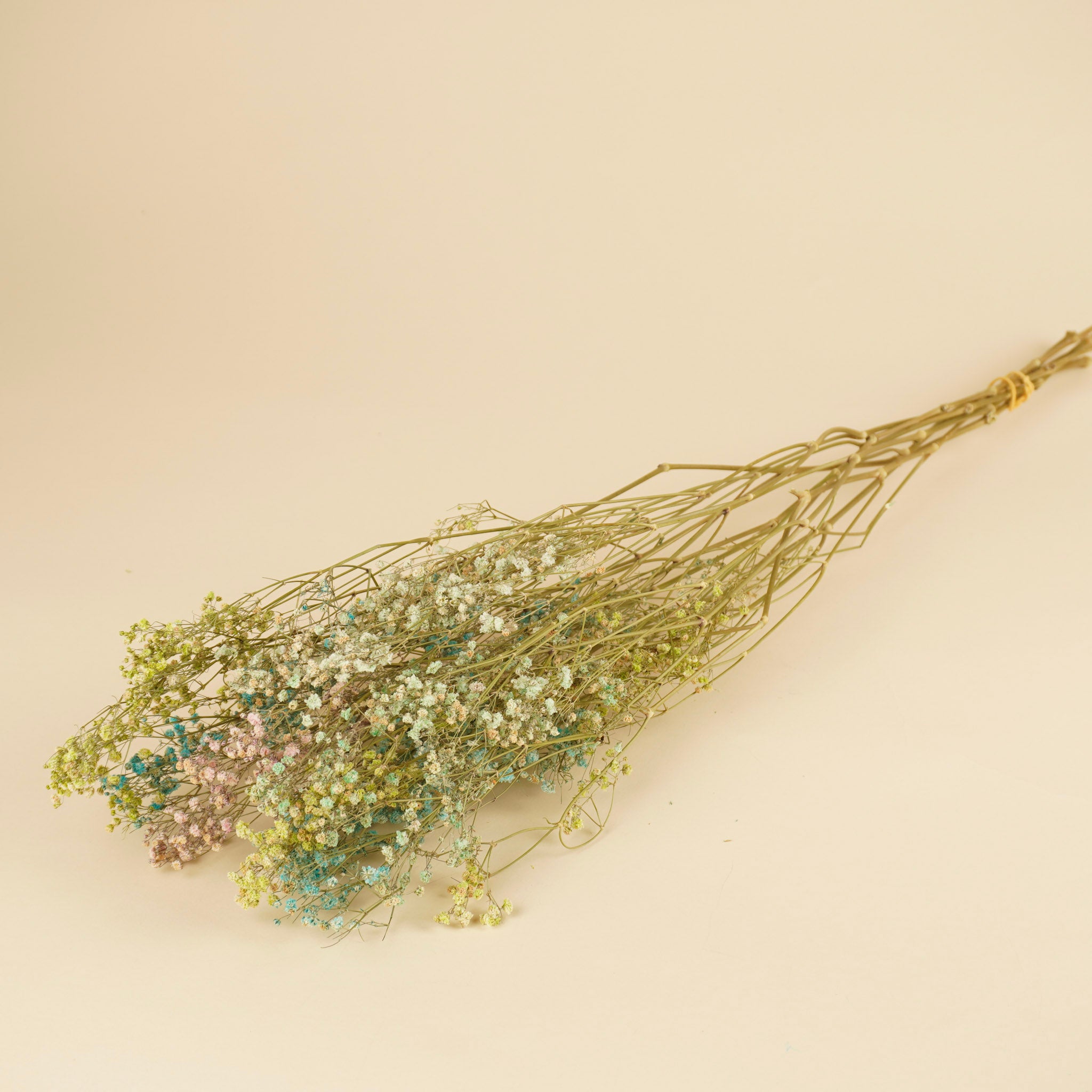 Gedroogd gipskruid (gypsophila) – regenboog kleuren