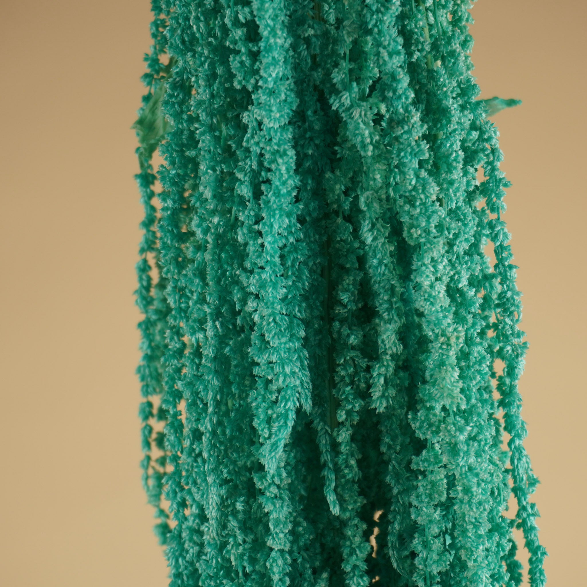 Gedroogde Amaranthus Caudatus – aqua blauw