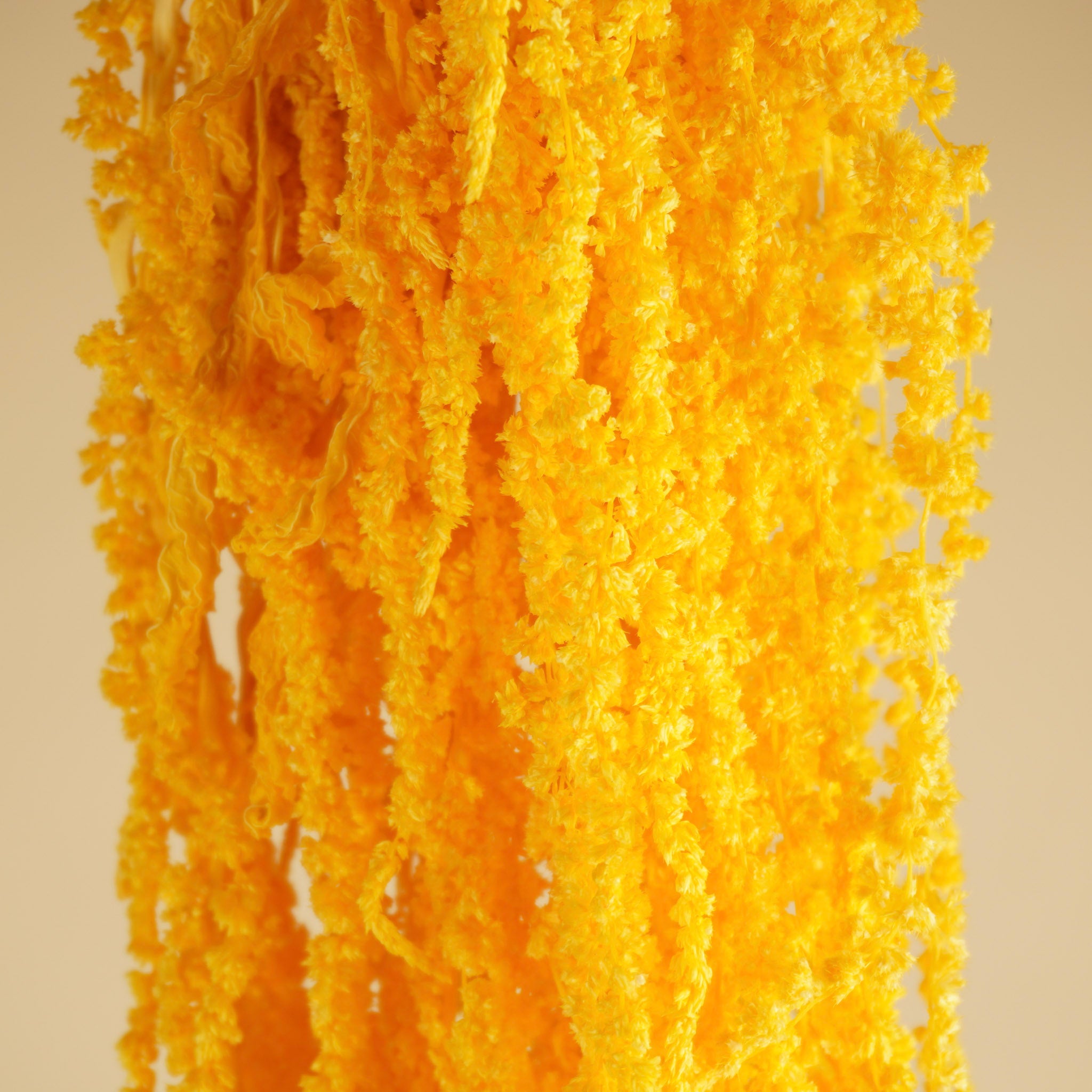 Gedroogde amaranthus caudatus – geel