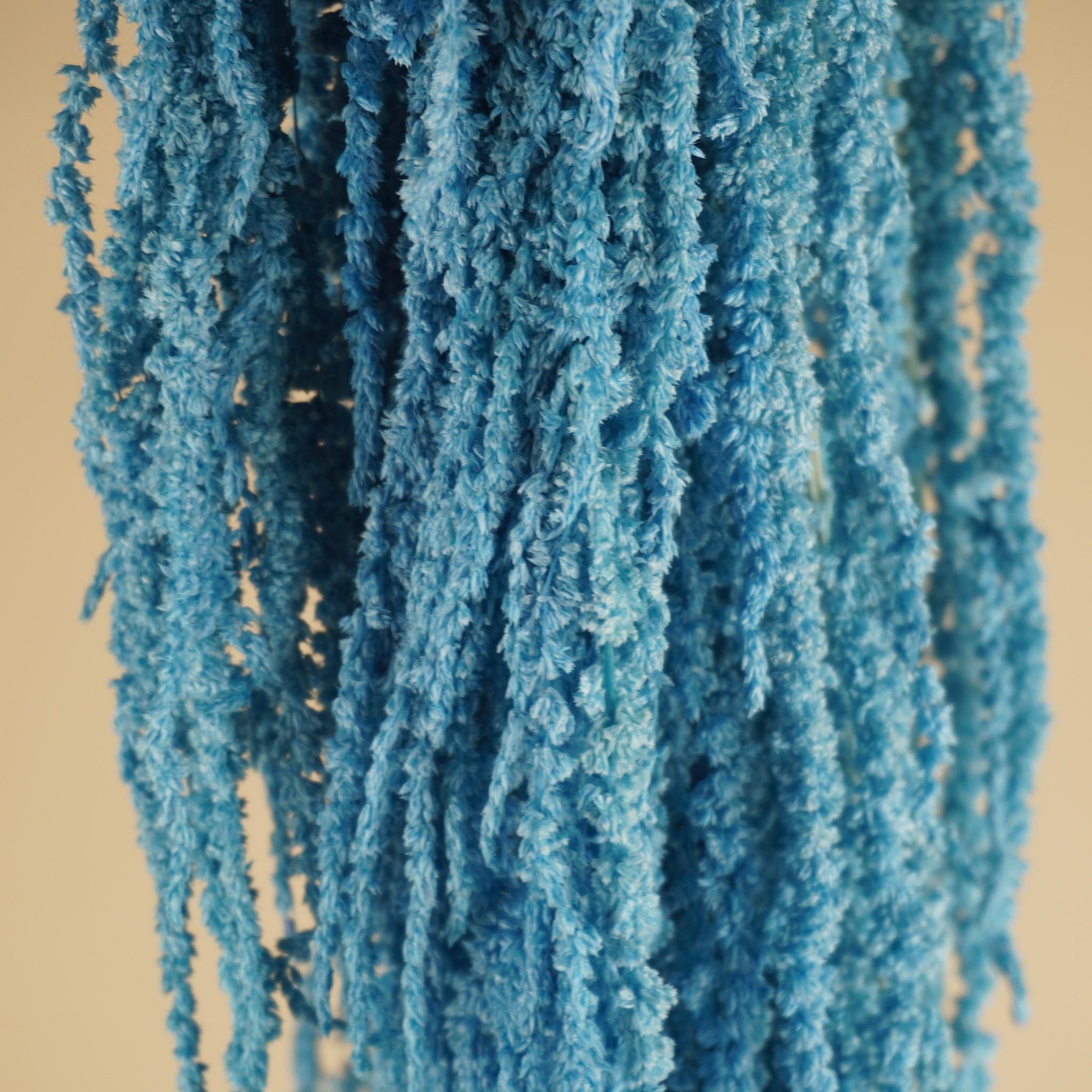 Gedroogde amaranthus caudatus – licht blauw